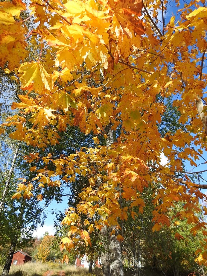 DSCN4436