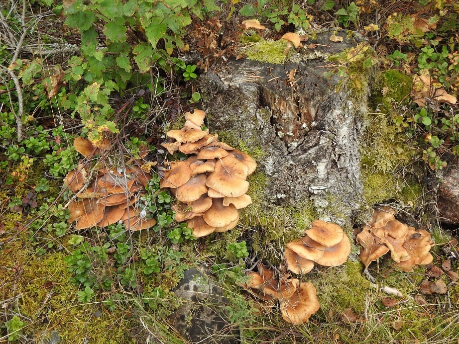 DSCN4201